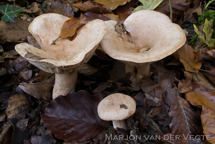 Bleke melkzwam - Lactarius pallidus